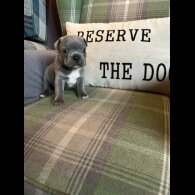 French Bulldog - Bitches