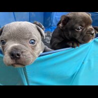 French Bulldog - Bitches