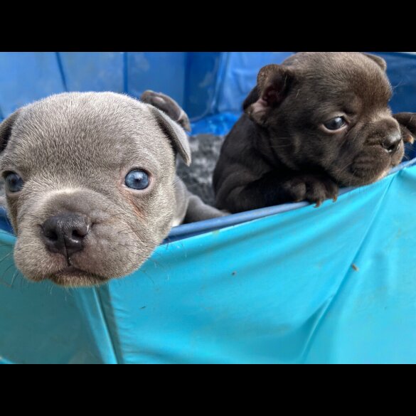 French Bulldog - Bitches