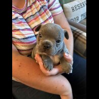 French Bulldog - Bitches