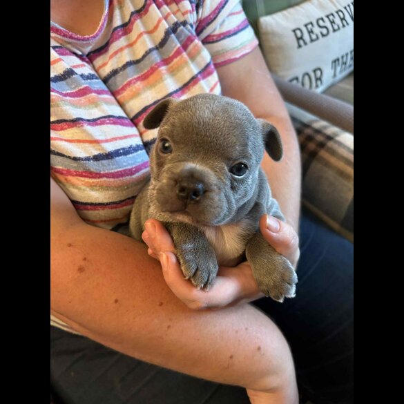 French Bulldog - Bitches