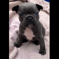 French Bulldog - Bitches