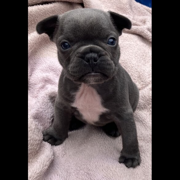 French Bulldog - Bitches