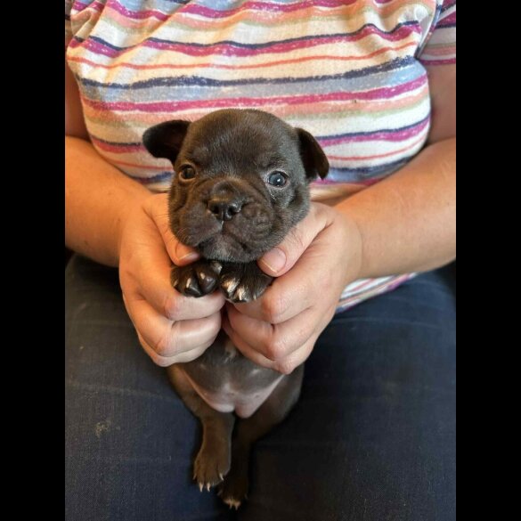 French Bulldog - Bitches