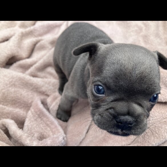 French Bulldog - Bitches