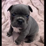 French Bulldog - Bitches