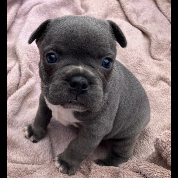 French Bulldog - Bitches