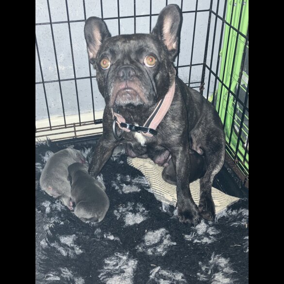 French Bulldog - Bitches