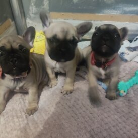 French Bulldog