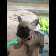 French Bulldog