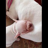 French Bulldog - Both