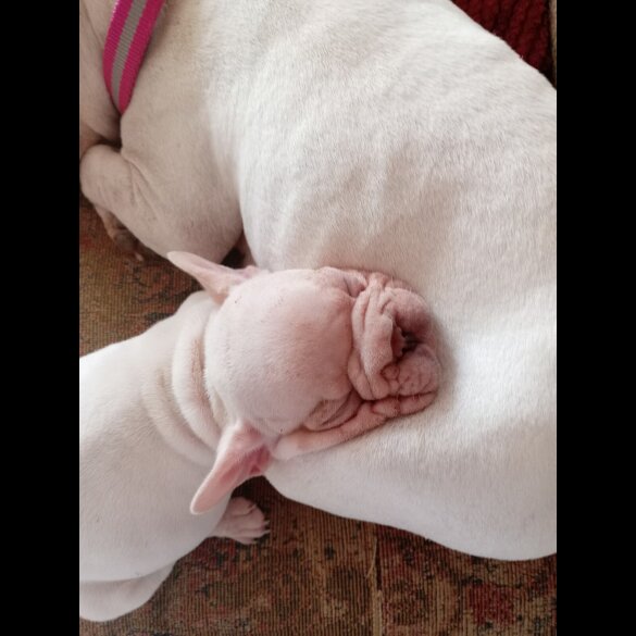 French Bulldog - Both