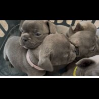 French Bulldog - Both