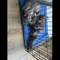 French Bulldog - Both