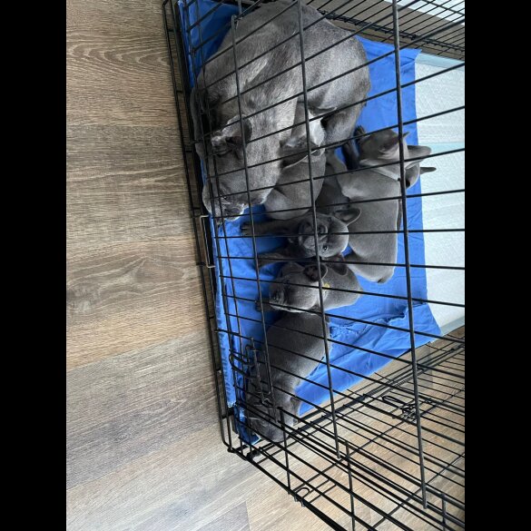 French Bulldog - Both