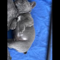 French Bulldog - Both