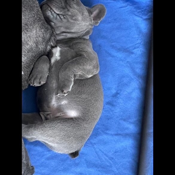 French Bulldog - Both