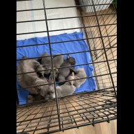 French Bulldog - Both