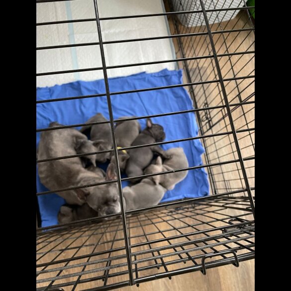 French Bulldog - Both