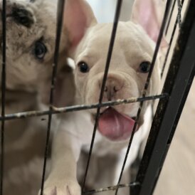 French Bulldog - Both