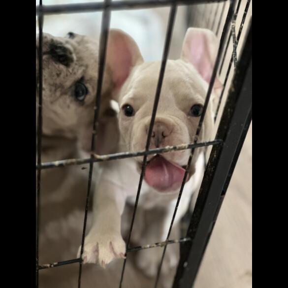 French Bulldog - Both