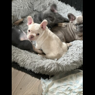 French Bulldog - Both
