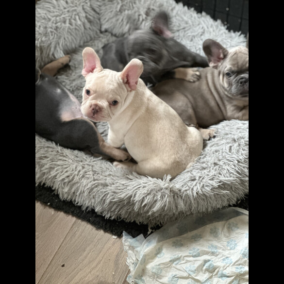 French Bulldog - Both