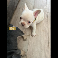 French Bulldog - Both