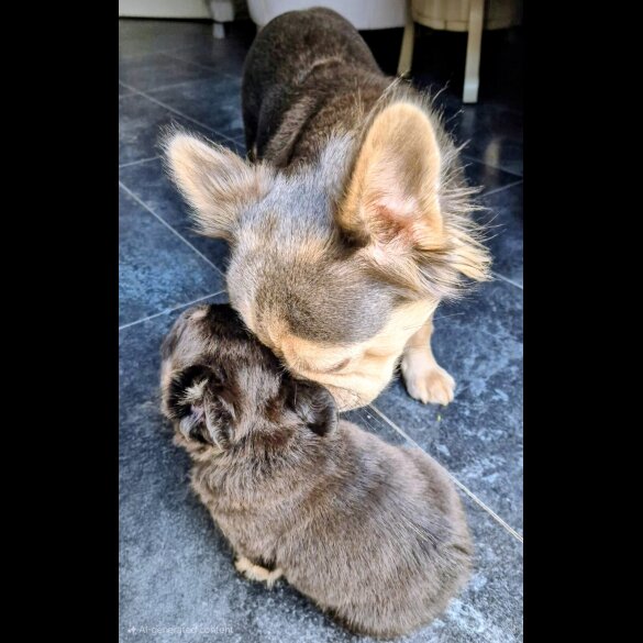 French Bulldog - Both