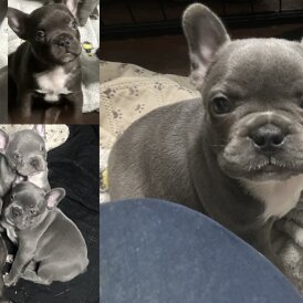 French Bulldog - Bitches