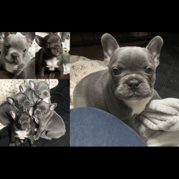 French Bulldog - Bitches