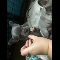 French Bulldog - Bitches