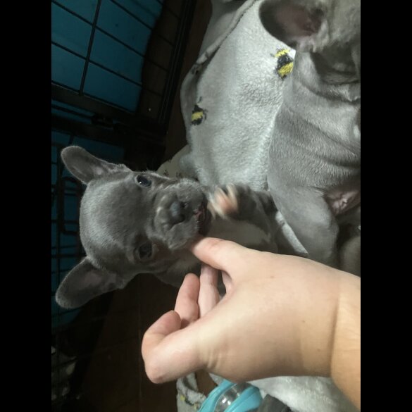 French Bulldog - Bitches