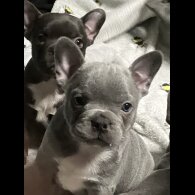 French Bulldog - Bitches