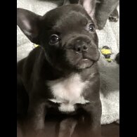 French Bulldog - Bitches