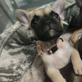 French Bulldog
