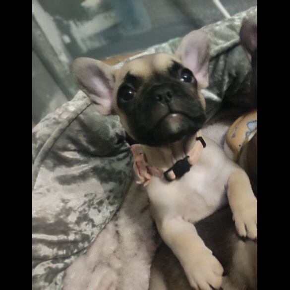 French Bulldog
