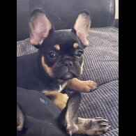 French Bulldog - Bitches