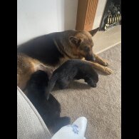 German Shepherd (Alsatian)
