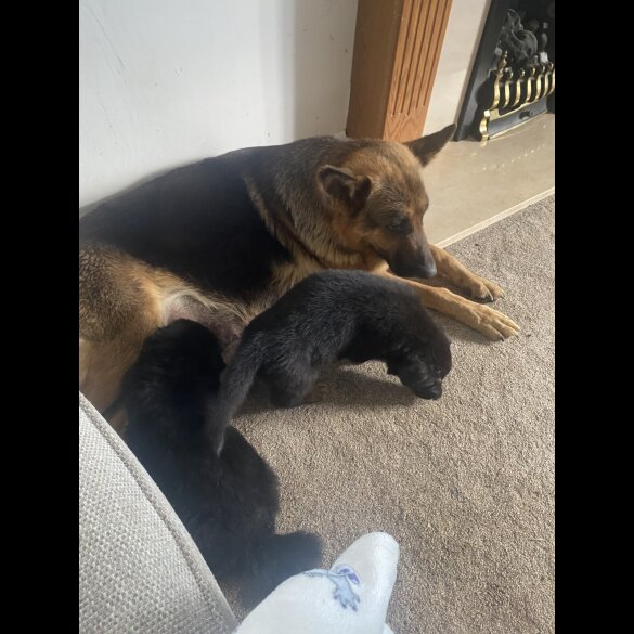 German Shepherd (Alsatian)