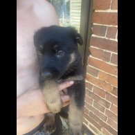 German Shepherd (Alsatian)