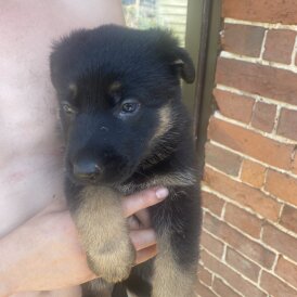 German Shepherd (Alsatian)