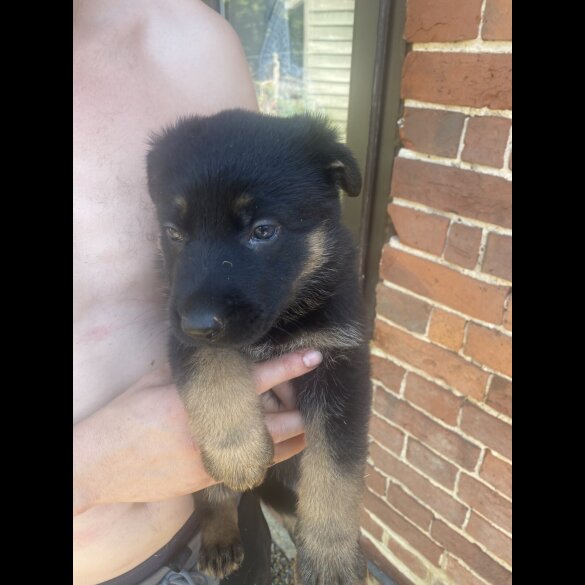 German Shepherd (Alsatian)