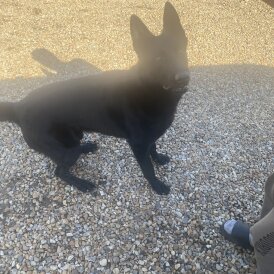 German Shepherd (Alsatian)