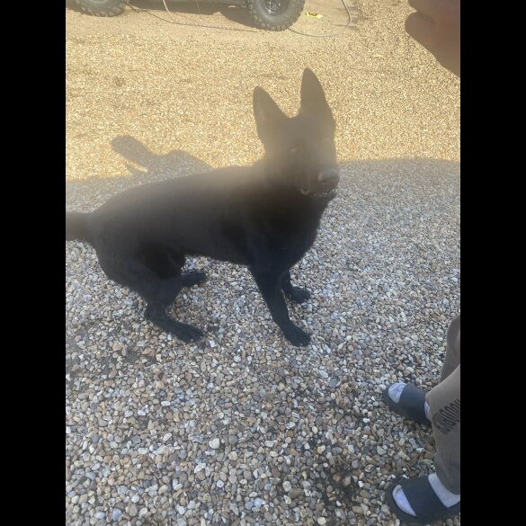 German Shepherd (Alsatian)