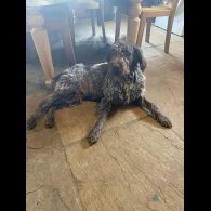 German Pointer - Both