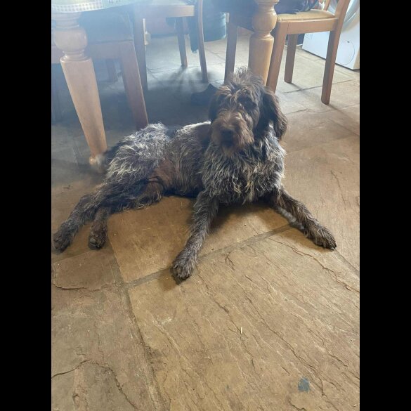 German Pointer - Both