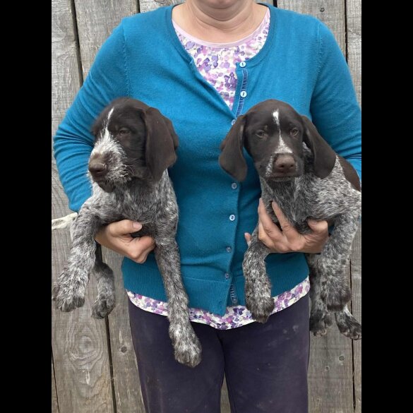 German Pointer - Both