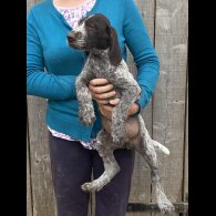 German Pointer - Both