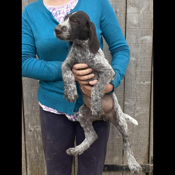 German Pointer - Both